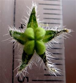 Calyx (inner view) and nutlets